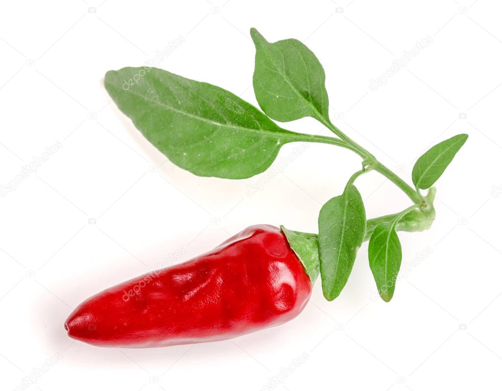 Red chili pepper with leaf isolated on a white background