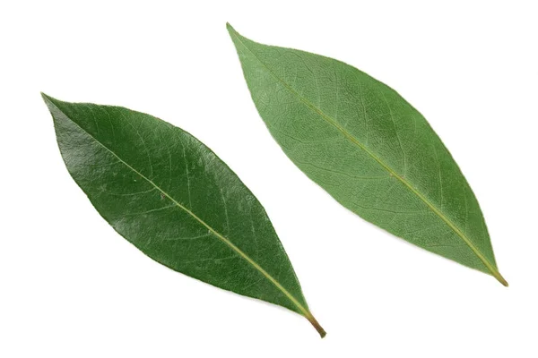 흰색 배경에 고립 잎 로렐 신선한 베이 잎. 상위 뷰 — 스톡 사진