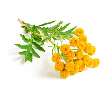 Beyaz bir arka plan üzerinde izole yaprak ile solucan otu. Tıbbi bitki