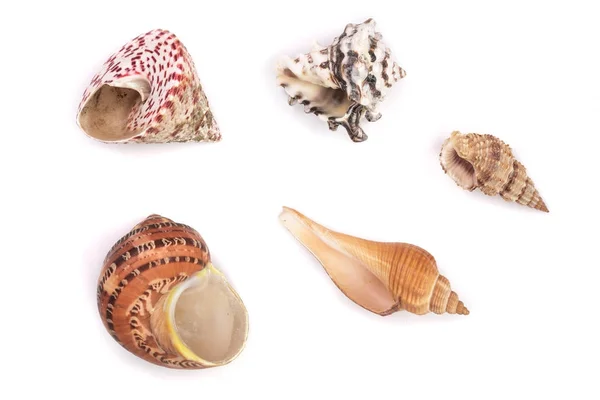 Coleção Seashells isolado em um fundo branco — Fotografia de Stock