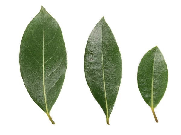 Hoja de laurel aislada sobre fondo blanco. Hojas frescas de laurel. Vista superior — Foto de Stock