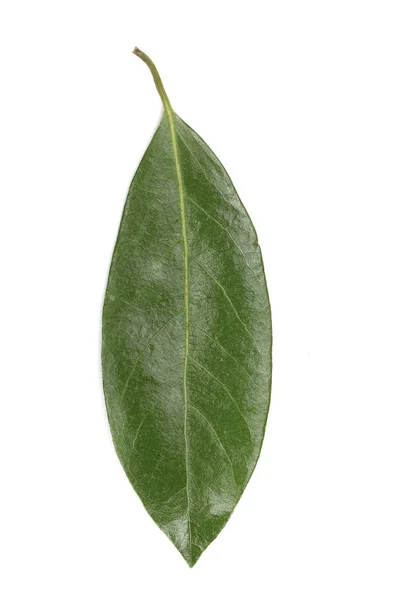 흰색 배경에 고립 잎 로렐 신선한 베이 잎. 상위 뷰 — 스톡 사진