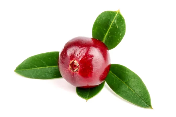 Cranberry with leaf isolated on white background closeup macro — Stock Photo, Image