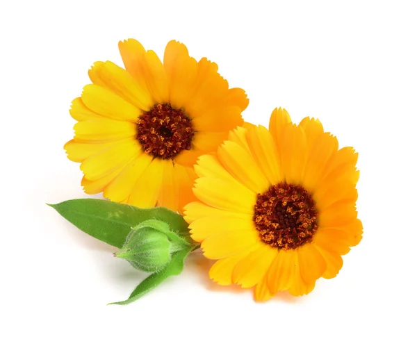 Calendula. Souci fleur avec feuille isolée sur fond blanc — Photo