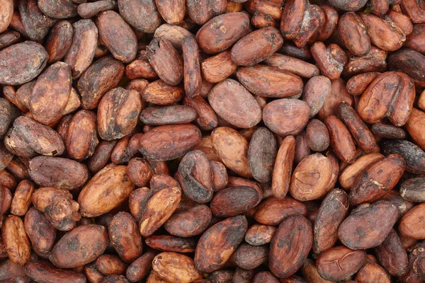 Grano de cacao sin pelar como vista superior de fondo — Foto de Stock