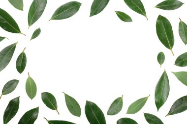 çerçeve izole kopya alanı metniniz için beyaz zemin üzerine defne. Taze defne yaprağı. Üstten Görünüm. Düz yatıyordu desen