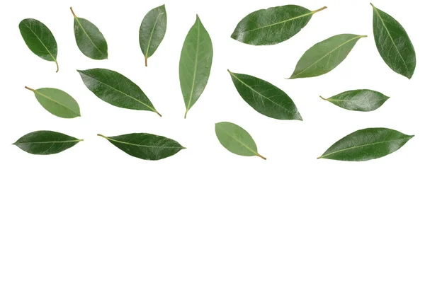 Laurel isolated on white background with copy space for your text. Fresh bay leaves. Top view. Flat lay pattern — Stock Photo, Image