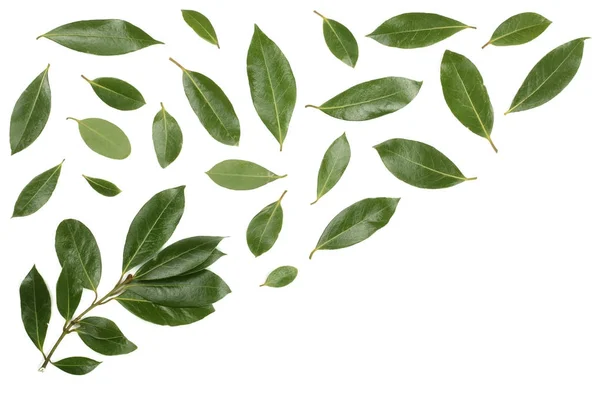 로렐 복사 공간 텍스트와 흰색 배경에 고립. 신선한 베이 잎. 최고의 볼 수 있습니다. 평면 위치 패턴 — 스톡 사진
