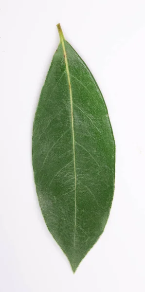 laurel leaf isolated on white background. Fresh bay leaves. Top view