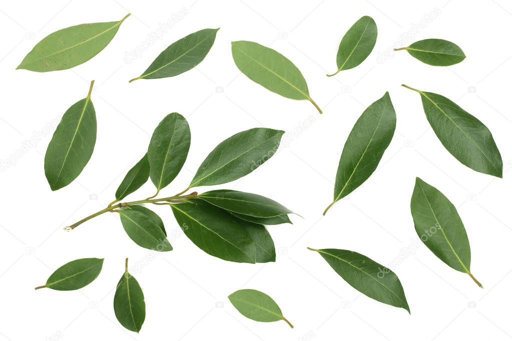 laurel isolated on white background. Fresh bay leaves. Top view. Flat lay pattern