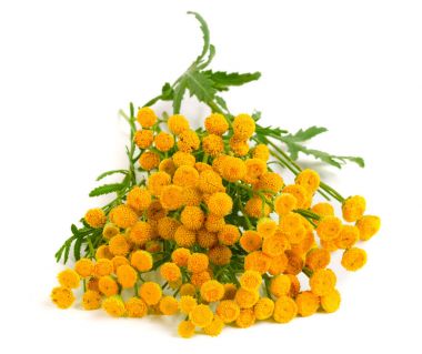 Beyaz bir arka plan üzerinde izole yaprak ile solucan otu. Tıbbi bitki