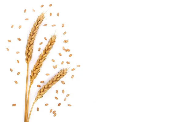 Grain and ears of wheat isolated on white background with copy space for your text. Top view. Flat lay pattern — Stock Photo, Image