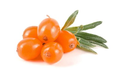 Deniz topalak. Beyaz arka plan makro'izole yaprakları ile taze olgun berry
