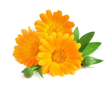 Calendula. Beyaz arkaplanda yaprağı olan kadife çiçeği