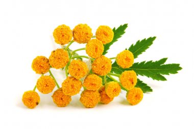 Beyaz bir arka plan üzerinde izole yaprak ile solucan otu. Tıbbi bitki