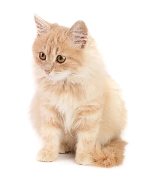 Lindo gatito rojo aislado sobre fondo blanco — Foto de Stock