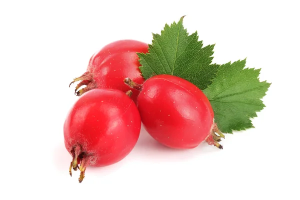 Hawthorn berry with leaf isolated on white background close-up — Stock Photo, Image