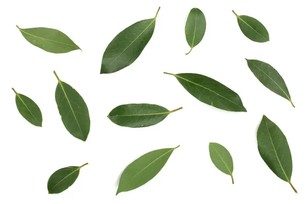 laurel isolated on white background. Fresh bay leaves. Top view. Flat lay pattern