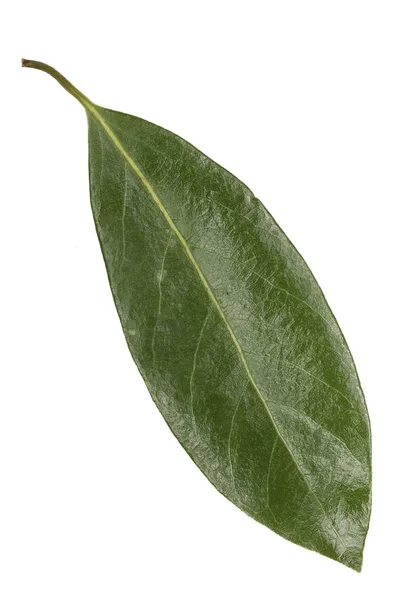 Laurel leaf isolated on white background. Fresh bay leaves. Top view — Stock Photo, Image