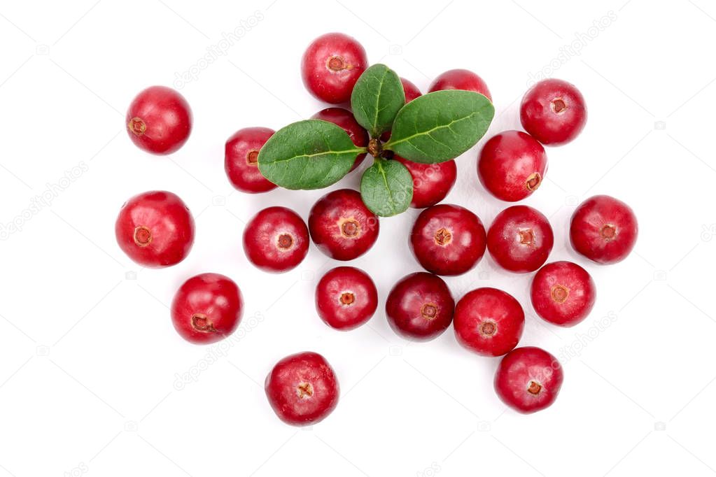 Cranberry with leaf isolated on white background closeup top view