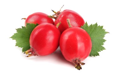 Hawthorn berry izole beyaz arka plan yakın çekim yaprak ile