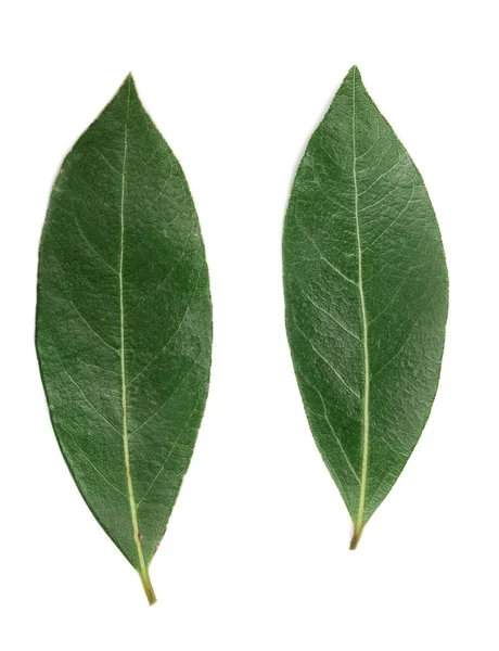 Liść laurowy, izolowana na białym tle. Świeże liście laurowe. Widok z góry — Zdjęcie stockowe