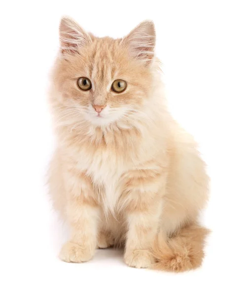 Lindo gatito rojo aislado sobre fondo blanco — Foto de Stock