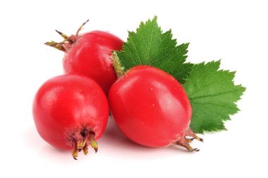 Hawthorn berry izole beyaz arka plan yakın çekim yaprak ile