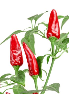 Şube kırmızı biber biber yaprağı ile beyaz bir arka plan üzerinde hiçbir gölge izole.