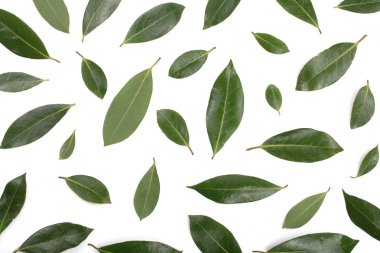 Beyaz arka plan üzerinde izole laurel. Taze defne yaprağı. Üstten Görünüm. Düz yatıyordu desen