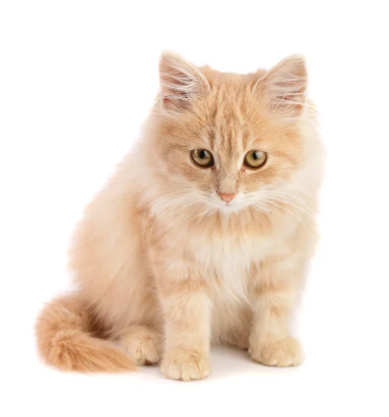 Carino piccolo gattino rosso isolato su sfondo bianco — Foto Stock