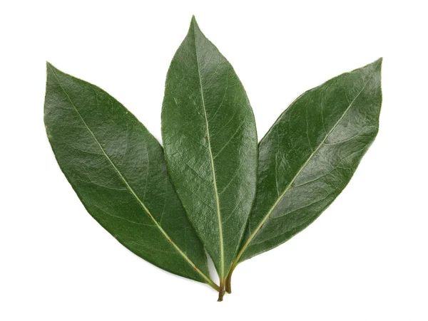 Lagrarleafen isolerad på vit bakgrund. Färska lagerblad. Ovanifrån — Stockfoto