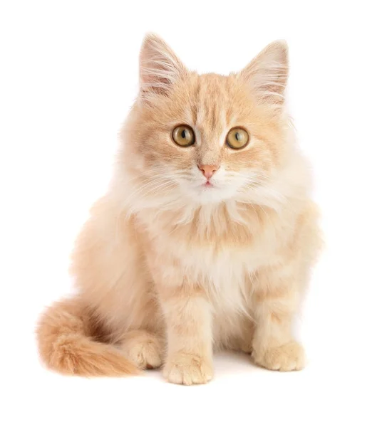 Lindo gatito rojo aislado sobre fondo blanco — Foto de Stock