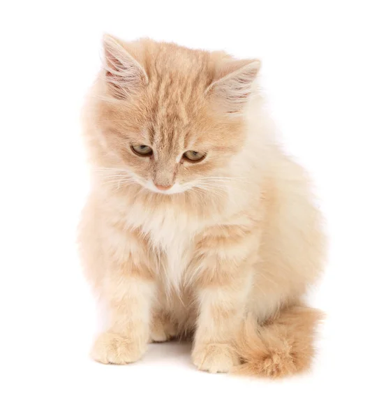 Χαριτωμένο μικρό γατάκι κόκκινο που απομονώνονται σε λευκό φόντο — Φωτογραφία Αρχείου