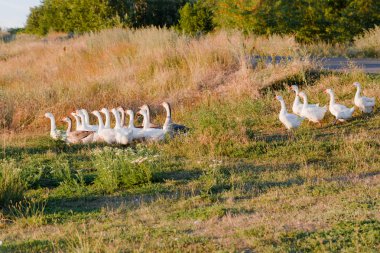 Yaz alanında çimenlerin üzerinde günbatımında otlatma kaz sürüsü