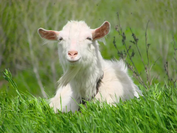 Une chèvre blanche couchée sur de l'herbe verte dans un champ — Photo