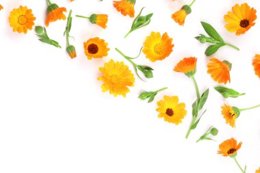 Calendula. Beyaz arka plan üzerinde izole kadife çiçeği çiçek. Metniniz için kopya alanı ile köşe. Üstten Görünüm