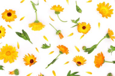 Calendula. Marigold çiçeği beyaz arkaplanda izole edilmiş ve metin için kopyalama alanı var. Üst görünüm