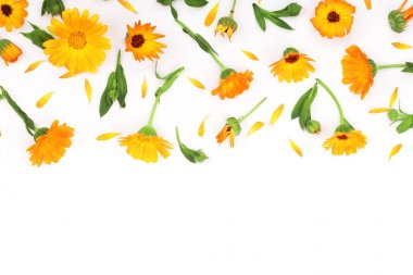 Calendula çerçevesinde. Beyaz arka plan üzerinde izole kadife çiçeği çiçek. Metniniz için kopya alanı ile köşe. Üstten Görünüm