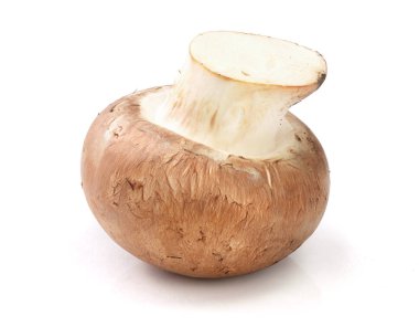 Beyaz zemin üzerinde izole kraliyet kahverengi şampiyonu