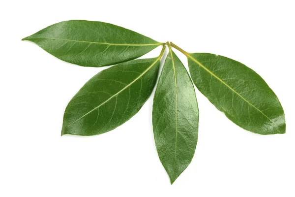 Vavřínový list izolovaných na bílém pozadí. Čerstvý bobkový list. Pohled shora — Stock fotografie