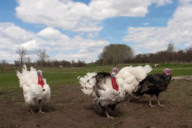 Türkiye erkek veya işkembe Köyü