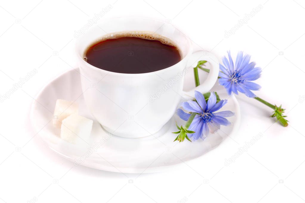 chicory drink and chicory flower isolated on white background