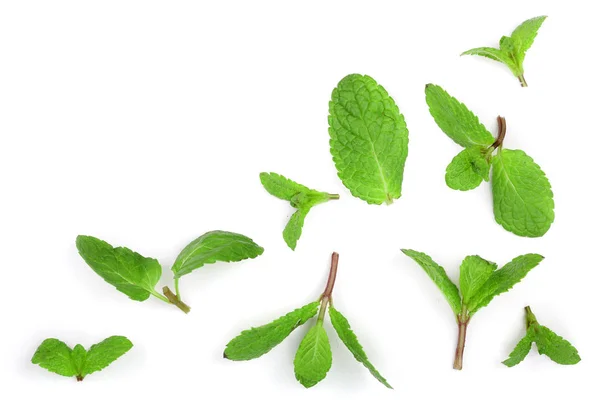 Frische grüne Minzblätter isoliert auf weißem Hintergrund mit Kopierplatz für Ihren Text, Draufsicht. flache Lage — Stockfoto