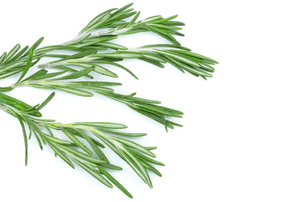 Fresh green rosemary isolated on a white background with copy space for your text. Top view. Flat lay — Stock Photo, Image