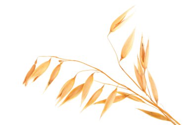 yulaf spike veya beyaz arka plan yakın çekim izole kulaklar