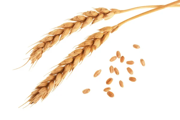 Зерно и колосья пшеницы изолированы на белом фоне. Вид сверху — стоковое фото
