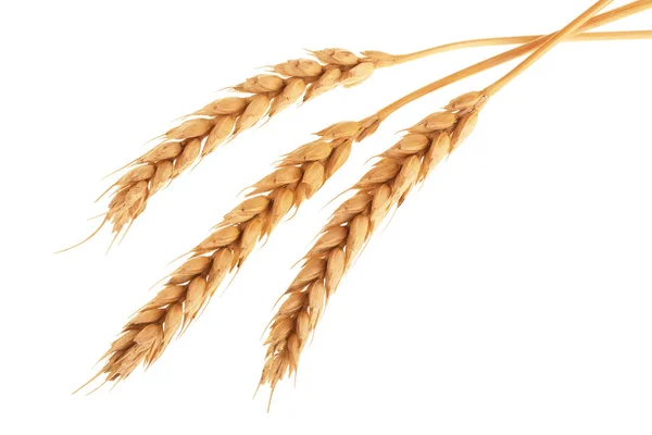 Уши пшеницы изолированы на белом фоне. Вид сверху — стоковое фото