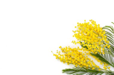 Mimoza kopya alanı metniniz için beyaz zemin üzerine izole. Üstten Görünüm
