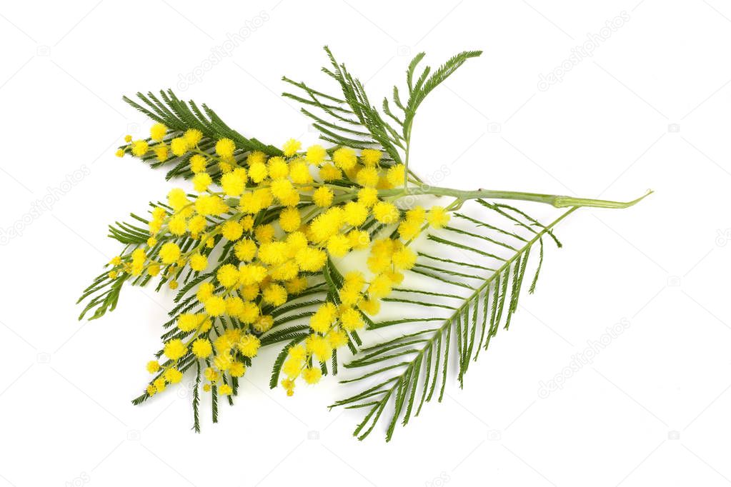 mimosa isolated on white background. Top view